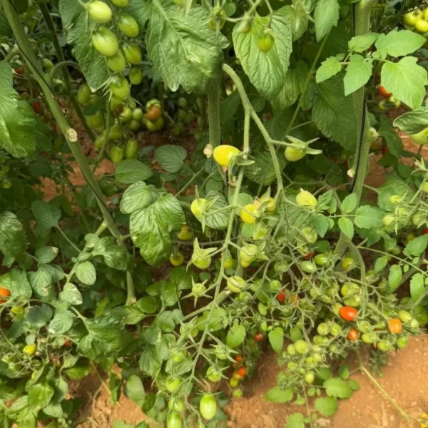 Gemini_Generated_Image_asnaz2asnaz2asn