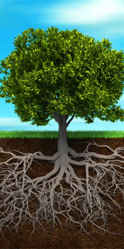 grow-tree-compacted-soil