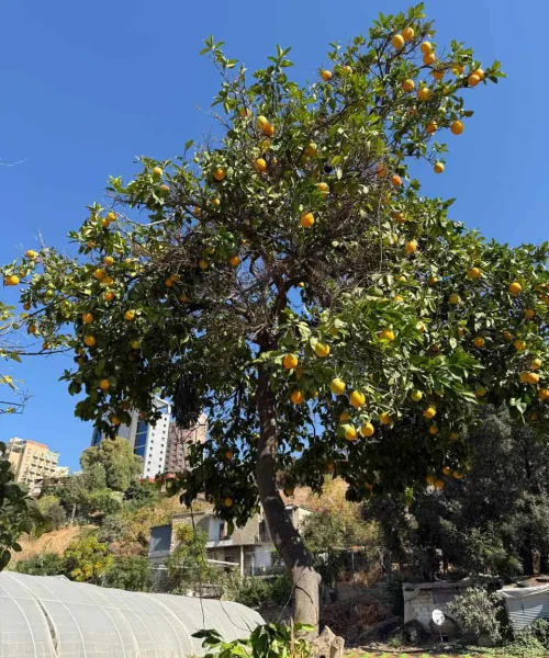 WhatsApp Image 2026-02-26 at 09.41.57 psd